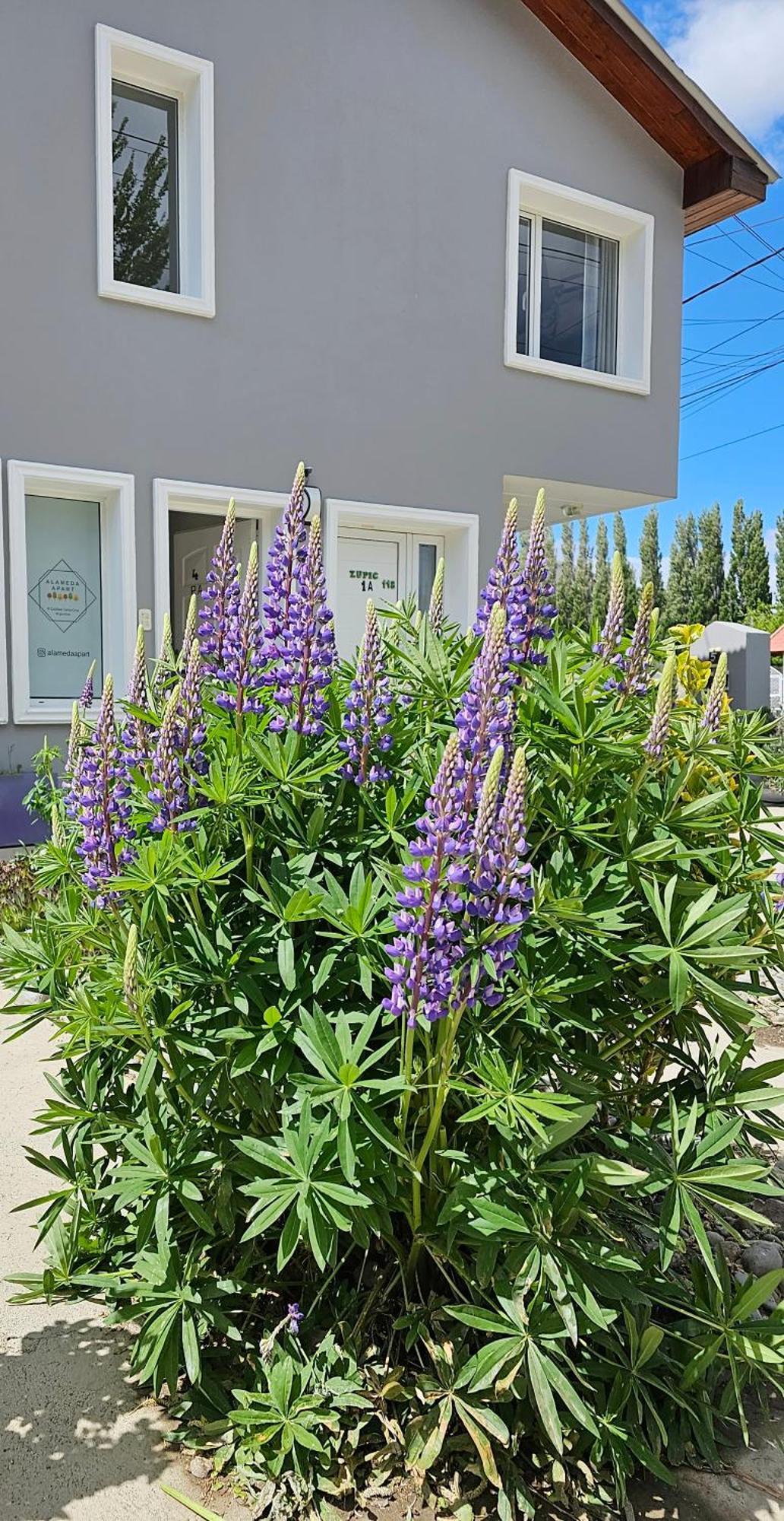 Alameda Apart El Calafate Eksteriør billede